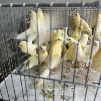 قناری سوپری بلندورد فکتوروموزاییکی آگهیو بخون بعد