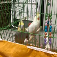 فروش عروس هلندی نر و ماده|پرنده|کرمان, |دیوار