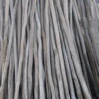 چوب‌ سفید ارتفاع ۳و۴متری