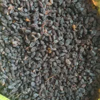 کشمش آفتابی|خوردنی و آشامیدنی|یزد, |دیوار