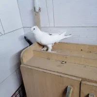 کفتر نر|پرنده|مشهد, بلال|دیوار