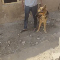 سگ ژرمن