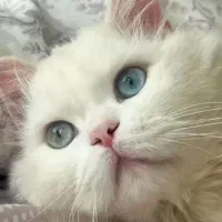 گربه|گربه|شهریار, شهریار|دیوار