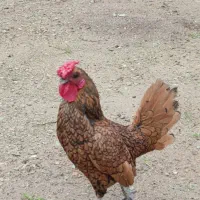 خروس مینیاتوری