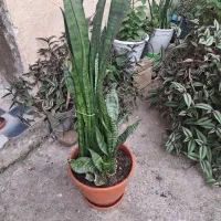 گلهای متنوع وگل سانسوریا