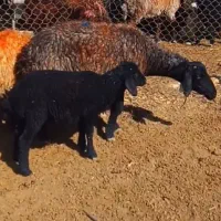 یه راس میش زایده دوباره هم قوچ خورده ۳تاشکم زایده