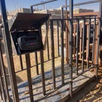 باسکول‌دامکش‌‌گاو‌گوساله‌|ابزارآلات|تربت جام, جلگه موسی آباد|دیوار