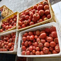 حدود سیصد کیلو اب گورجه موجود میباشد