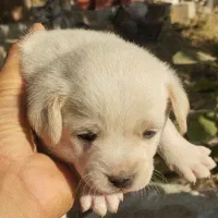 توله پاپی 500 تومن|سگ|خمینی‌شهر, |دیوار