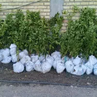 مشاوره میخوام