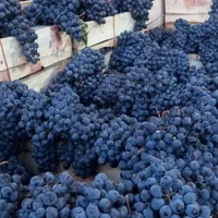 انگور شانی دیم سردشت سیاه انگور کشمش افتابی مویز