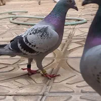 کبوتر پلاکی رفتنی