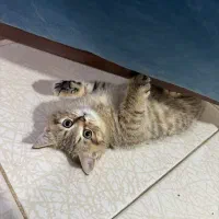 واگذاری بریتش شورت هیر اصیل