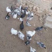 مرغ گلین|حیوانات مزرعه|اقلید, |دیوار