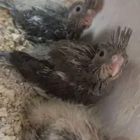 جوجه عروس هلندی