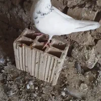 سه نرباهم یه تومن