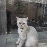 گربه بریتیش|گربه|زنجان, |دیوار