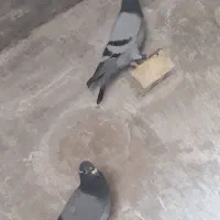 جوجه|پرنده|مسجد سلیمان, |دیوار