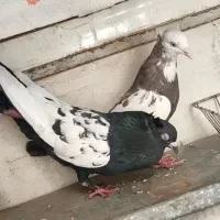 کبوتر سرته