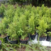 فروش کاج لاوسون