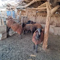 بره قوچ هترور و شیشک قوچ هترور کیلو ۵۸۰