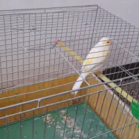 ماده قناری آماده و سرحال معاوضه با نر