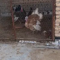 دوعدد بوقلمون نر