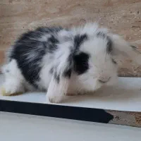 خرگوش مینی لوپ اصل|موش و خرگوش|قرچک, صالح آباد|دیوار