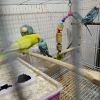 8 عدد مرغ عشق زیبا|پرنده|کرج, عظیمیه|دیوار