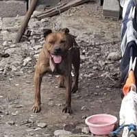 سگ پیت‌بول نر