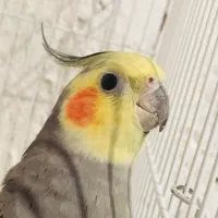 عروس هلندی نر آهویی رام و سخنگو|پرنده|ساری, |دیوار