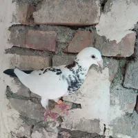 کفتر|پرنده|ایرانشهر, |دیوار