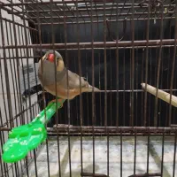 فنچ انگلیسی و پنگوئنی|پرنده|بندرعباس, |دیوار