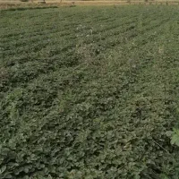 سلام نهال توت فرنگی سابرینا نی ۳۰ میلیون
