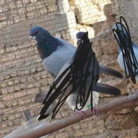 نر خرقه دمگیر دمپاک سر روس|پرنده|برخوار, |دیوار