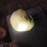 شهاب سنگ|جواهرات|بجنورد, |دیوار