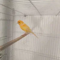 دوتا نر مست خون  دیوانه وار میخونه شب و روز