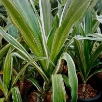 سوسن عنکبوتی ابلق