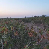 فروش زمین پسته|فروش دفتر صنعتی، کشاورزی، تجاری|کشکوئیه, |دیوار