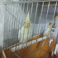 یک جفت عروس هلندی