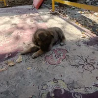 سگ ژرمن|سگ|مشهد, گاز|دیوار