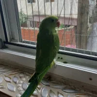 جوجه ملنگو ملنگو طوطی