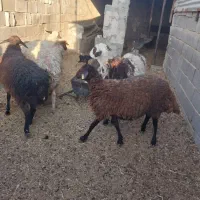 فروش ۵عدد بره ماده داشتی