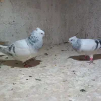 کبوتر دم سفید کربلایی