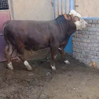 گوساله سمینتال