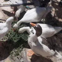 جوجه قاز