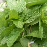 سبزی بسته بندی کوکویی کوفته ای پلویی خوردن