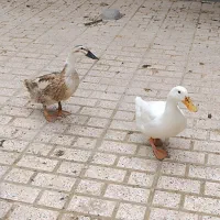 فروش دو عدد اردک ماده