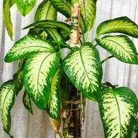 گل های طبیعی همراه گلدان|گل و گیاه طبیعی|چهاردانگه (تهران), |دیوار