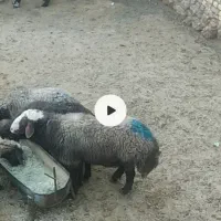 یک راس قوچ دوسال میش رون|حیوانات مزرعه|داران, |دیوار